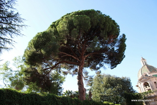 Pino Pennisi